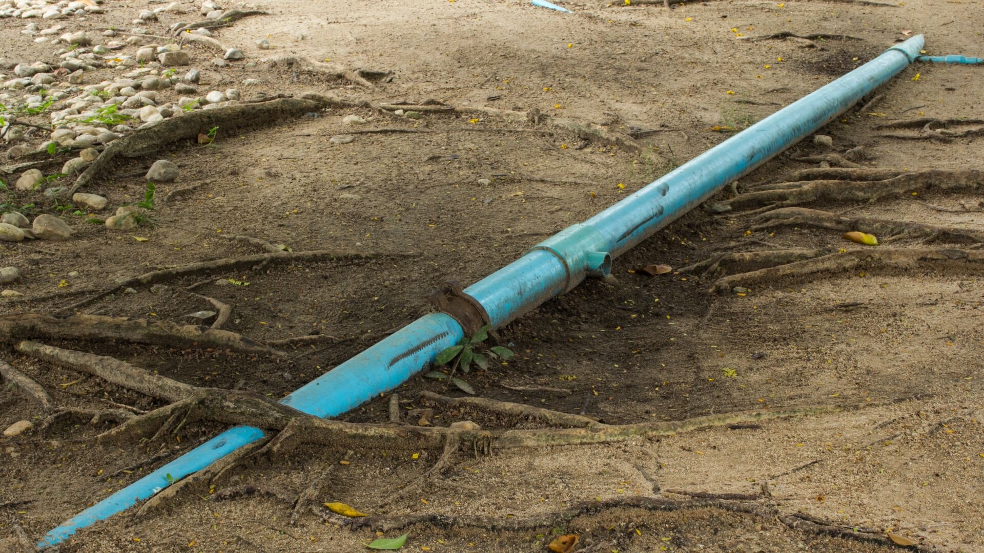 Blue Pipe Tree Roots