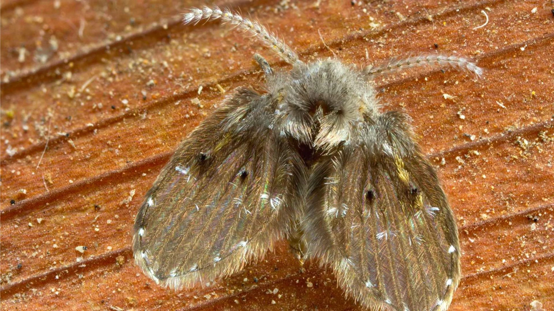 Drain Fly Up Close Drain Fly Up Close