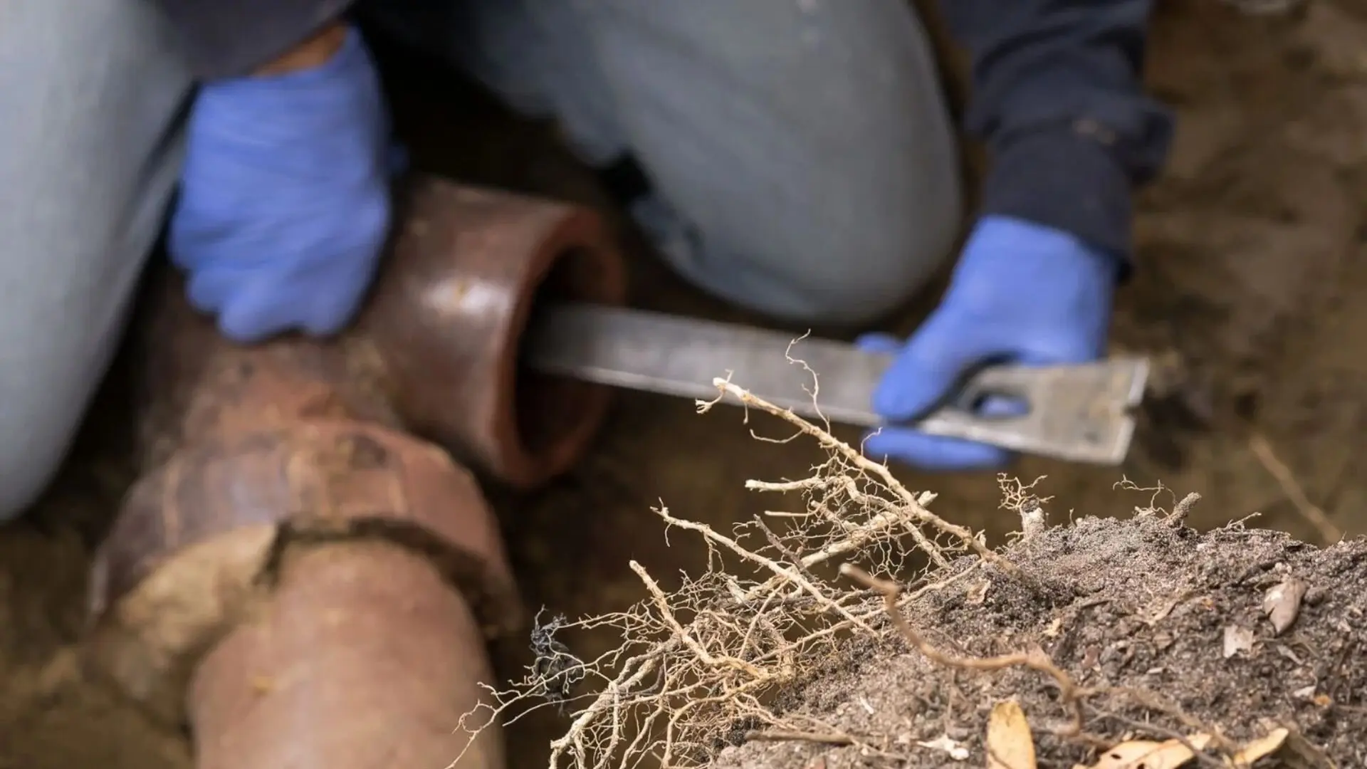 Removing Roots Drains