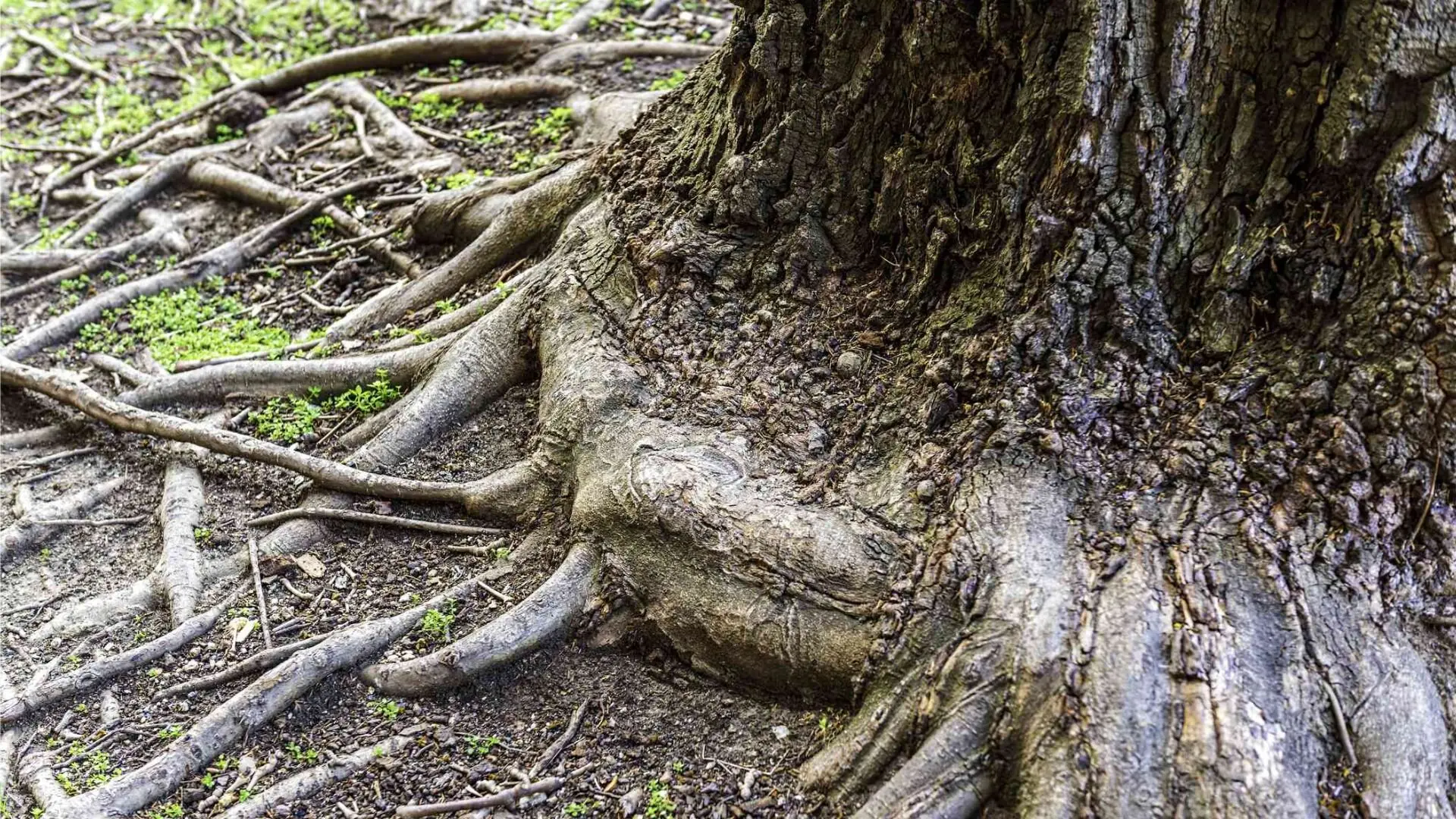 Tree Roots Ground