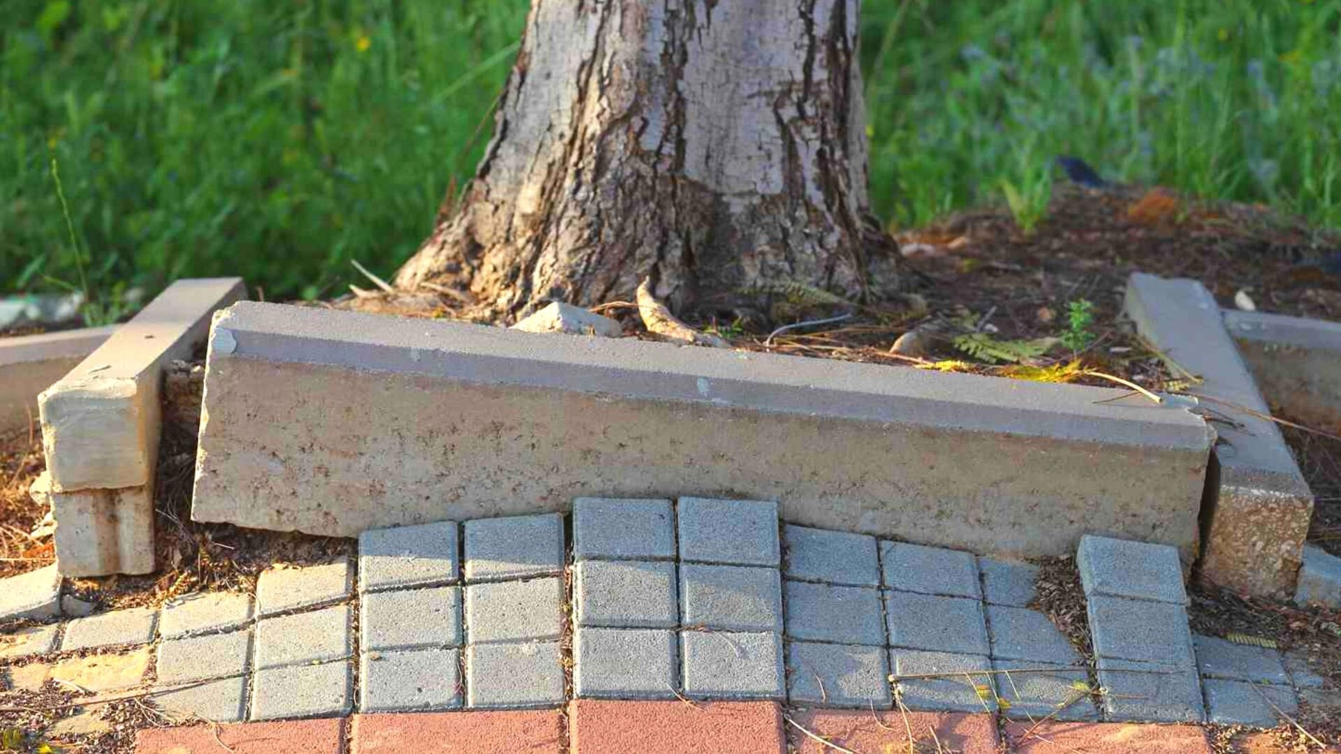Foot Path Damaged Roots