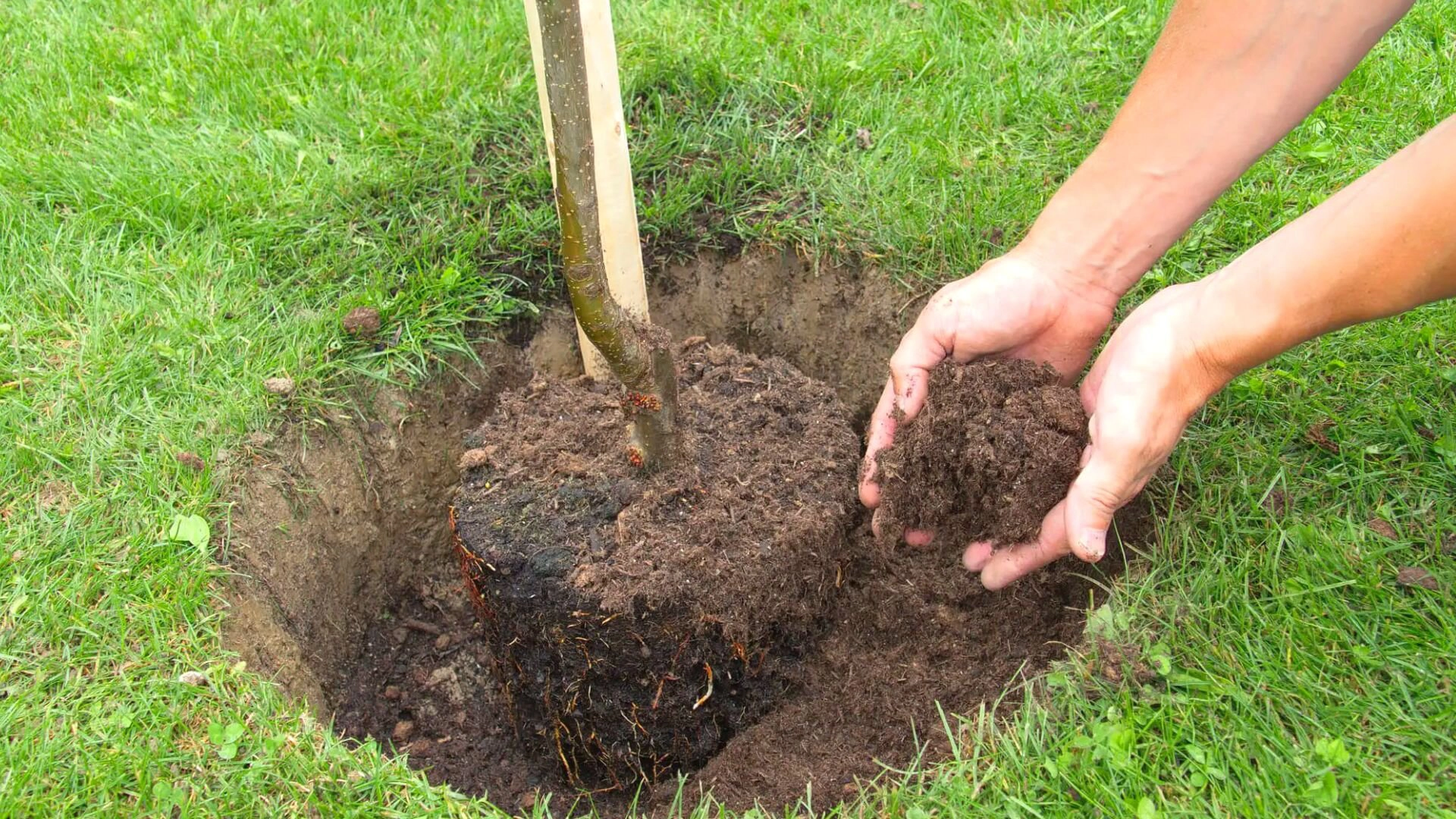 Person Digging Yard Plant Tree