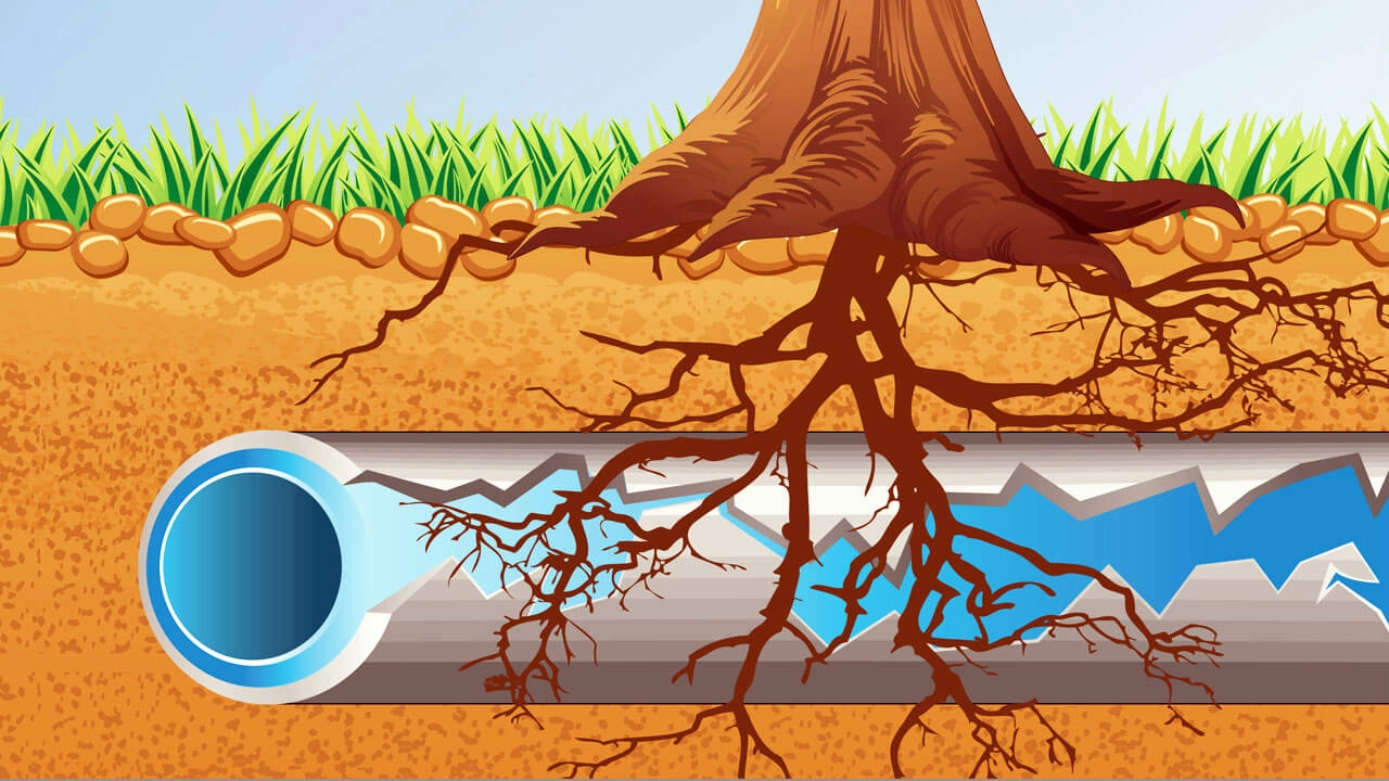 Pipe Destroyed Tree Root