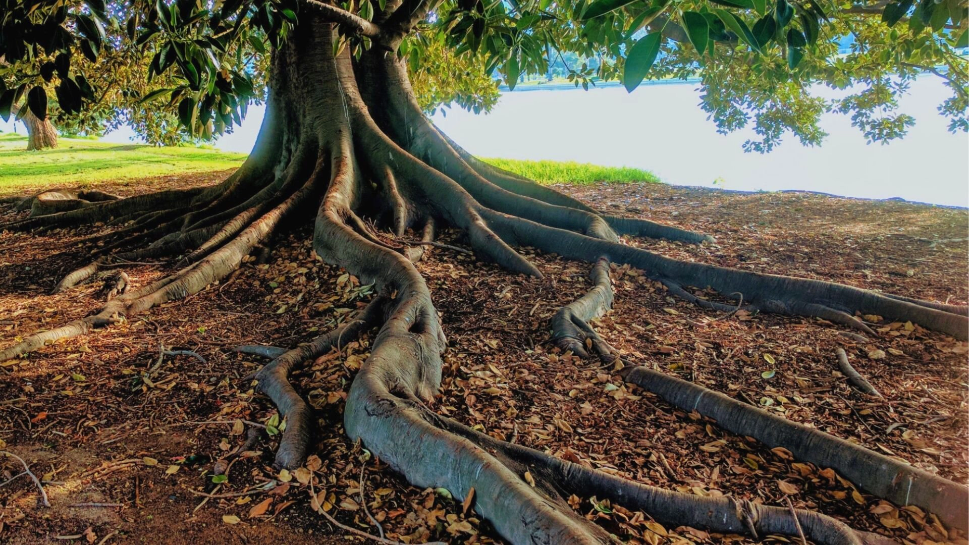 Tree Roots Backyard