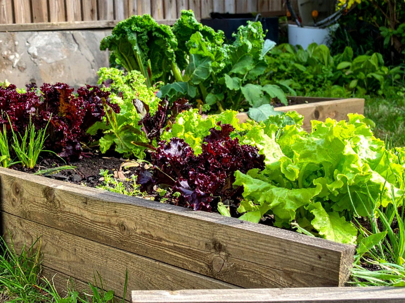 Healthy garden due to French Drain Installation