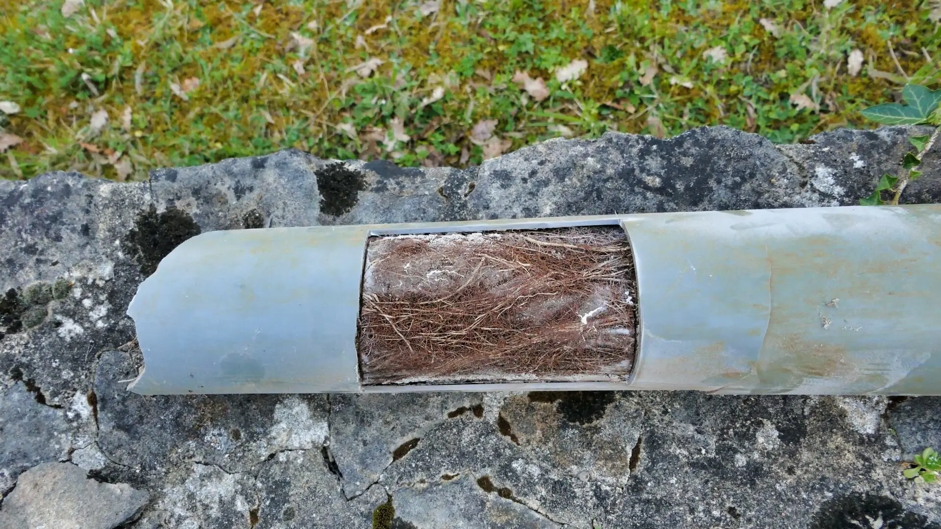 How Tree Roots Affect Stormwater Drains