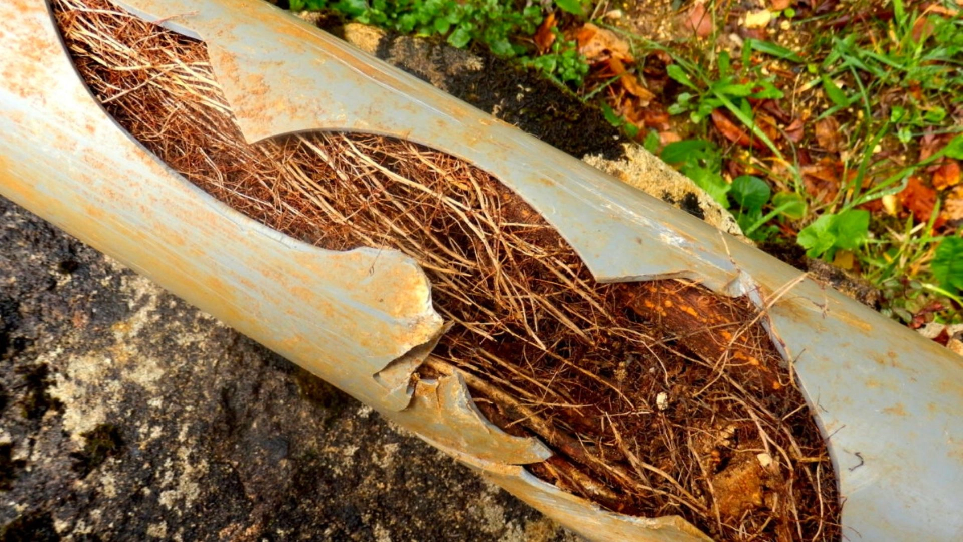 Avoid These Trees to Keep Your Drains Clear