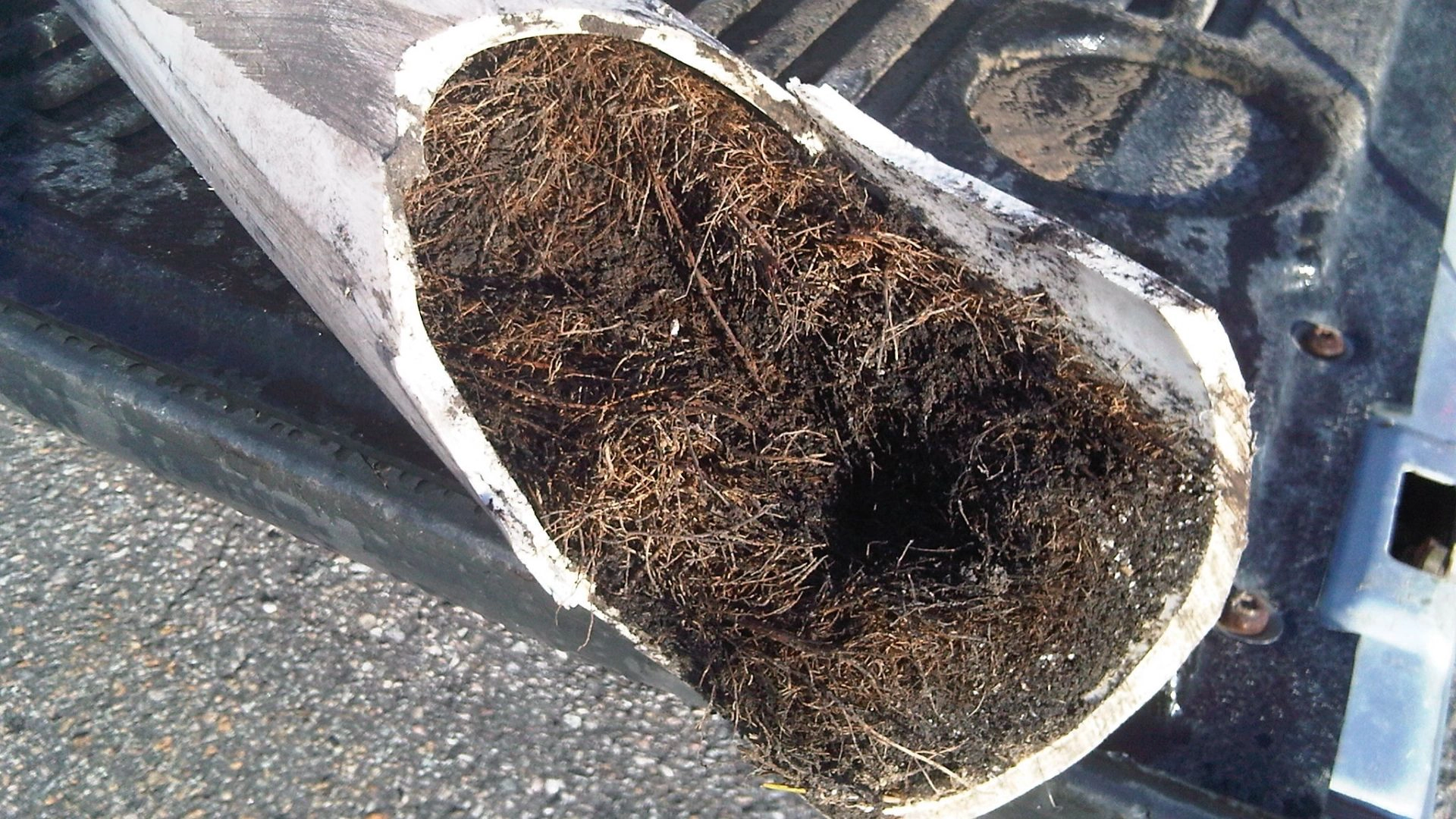 Have Tree Roots Invaded Your Plumbing?