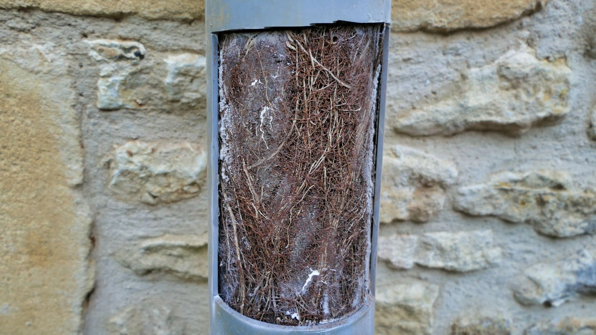 How Tree Roots Can Lead to Toilet Blockages