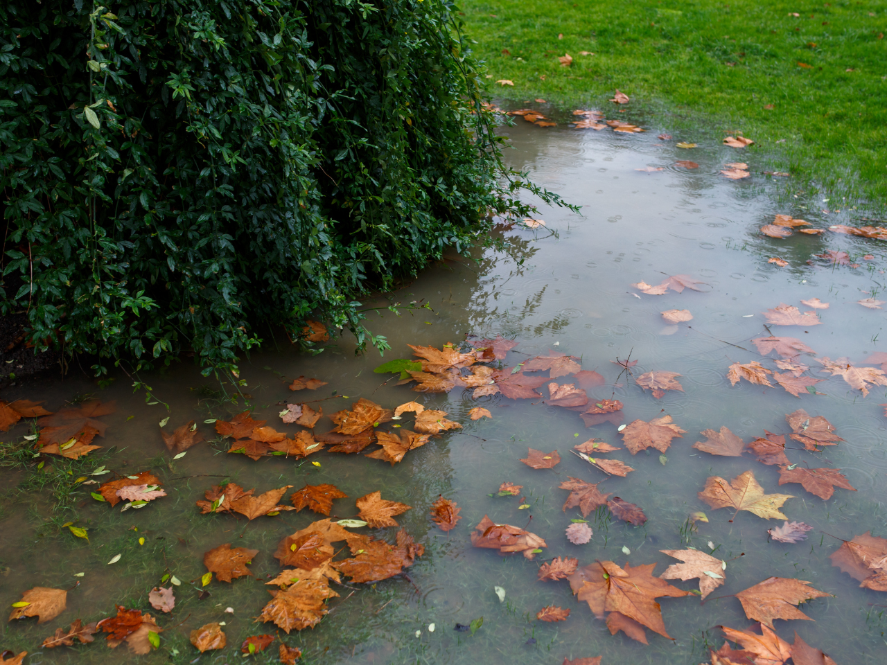 Backyard flooding