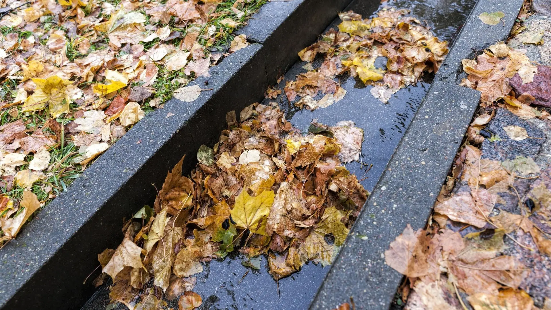 Leaves going into Stormwater drain