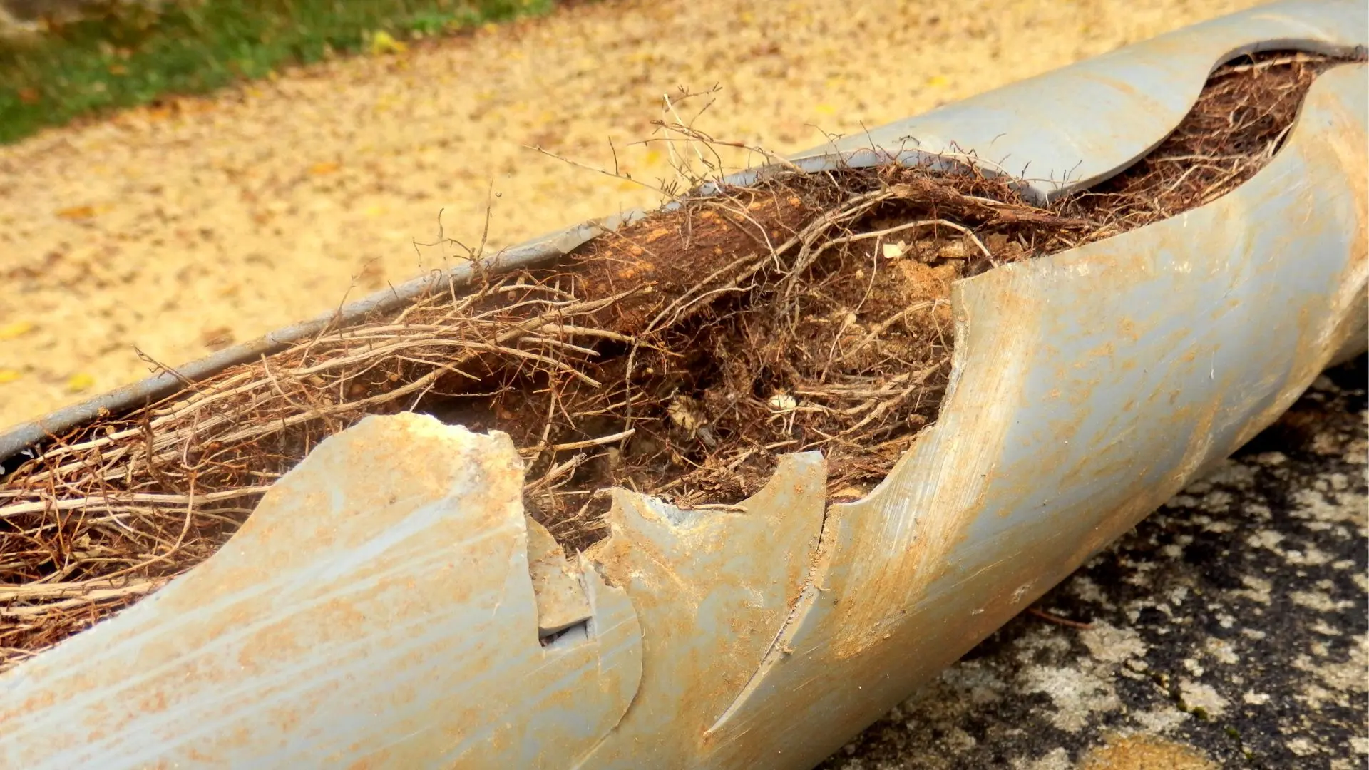 Tree root intrusion blocks pipes