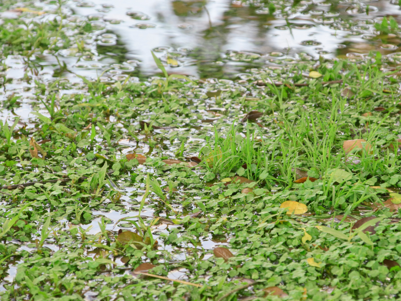 Waterlogged Garden due to heavy rainfall and clay soil