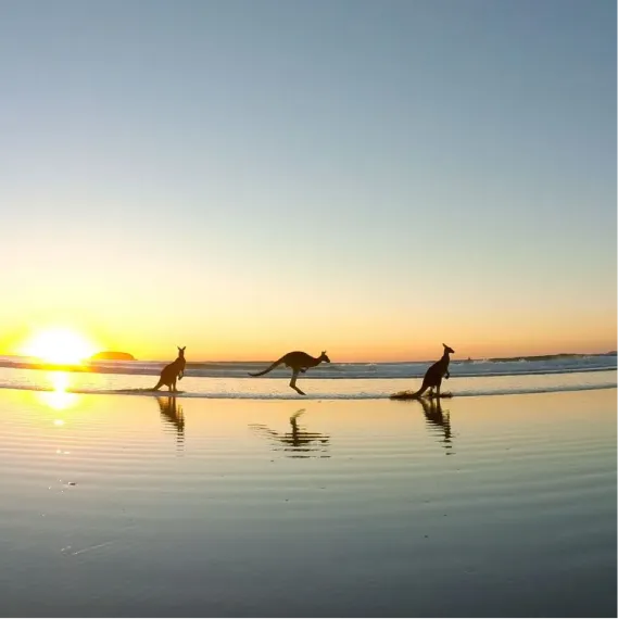 IEC serve with purpose