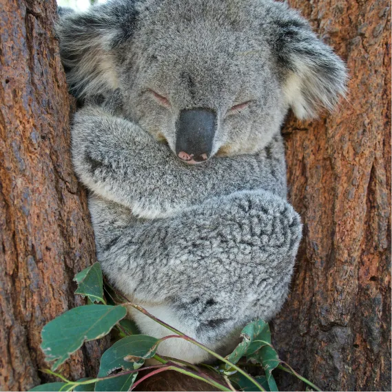 IEC serve with purpose