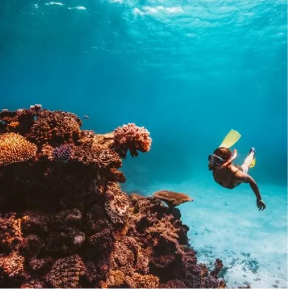 IEC serve with purpose