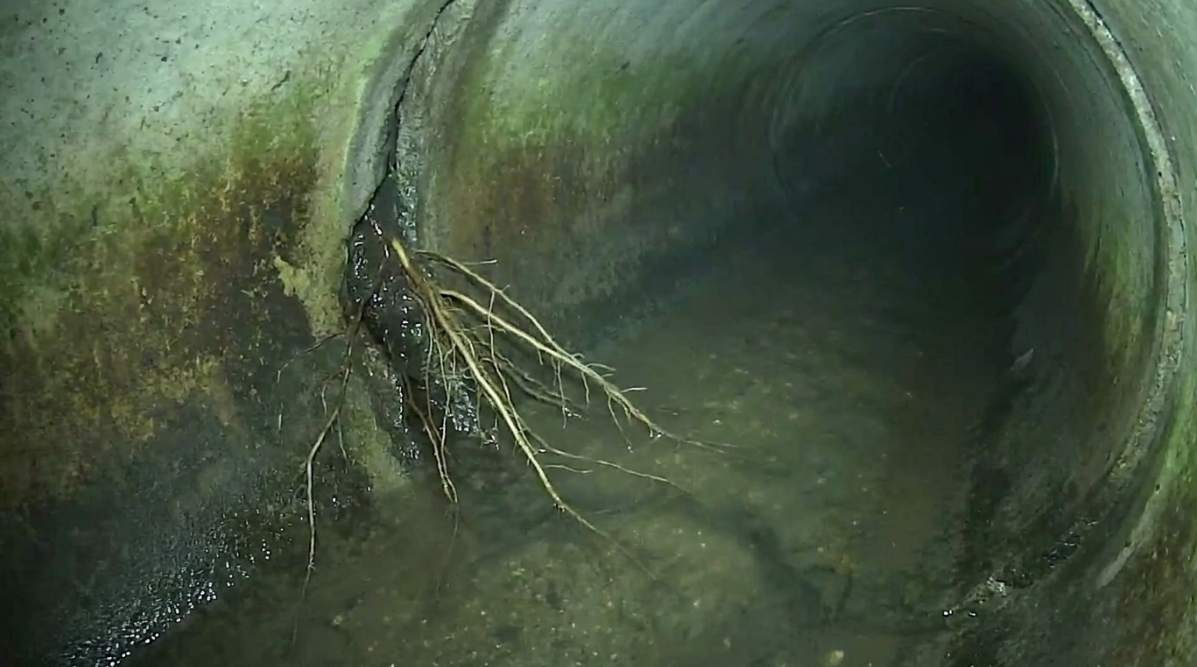 tree roots in blocked drains