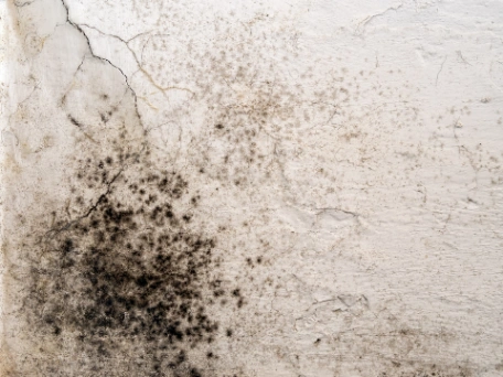 Mould spores on roof