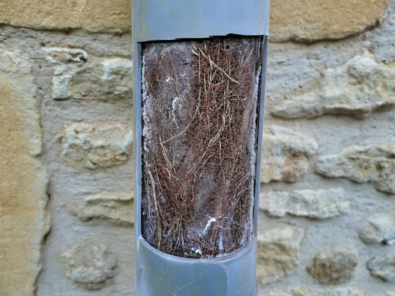 Blocked drain with tree roots